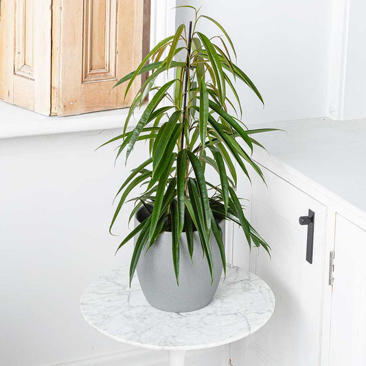 115 - 130cm Ficus Binnendijkii Alii Rubber Plant 27cm Pot House Plants