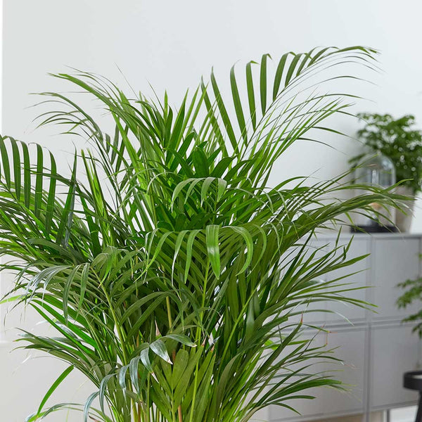 120 - 130cm Areca Palm Dypsis Lutescens 24cm Pot House Plant – Plants ...