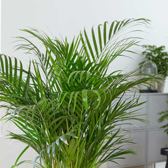 120 - 130cm Areca Palm Dypsis Lutescens 24cm Pot House Plant House Plant