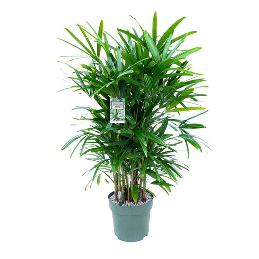 120 - 130cm Rhapis Excelsa 30cm Hydro Pot 