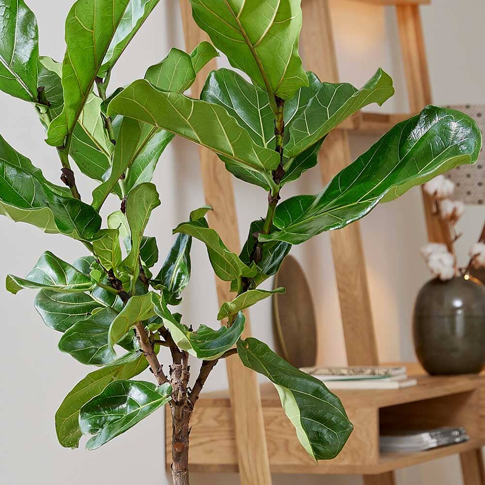 130 - 150cm Ficus Lyrata Tree Fiddle Leaf Fig 25cm Pot House Plant 