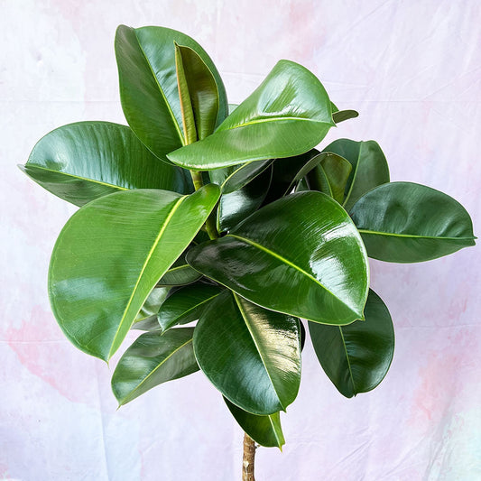 120 - 140cm Ficus Makana Tree Rubber Plant 27cm Pot House Plant House Plant