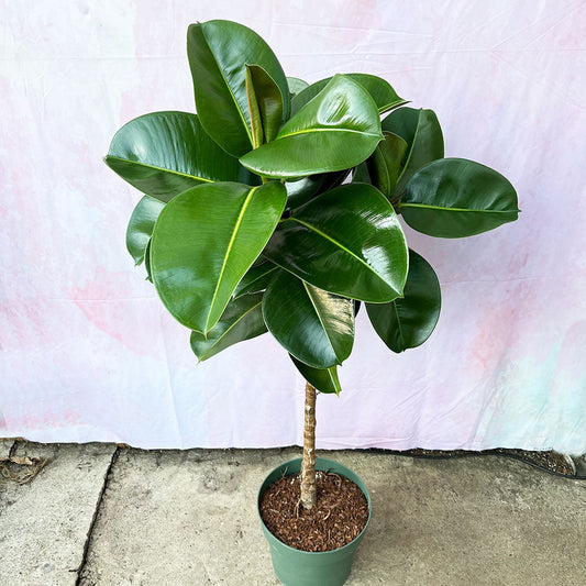 120 - 140cm Ficus Makana Tree Rubber Plant 27cm Pot House Plant House Plant