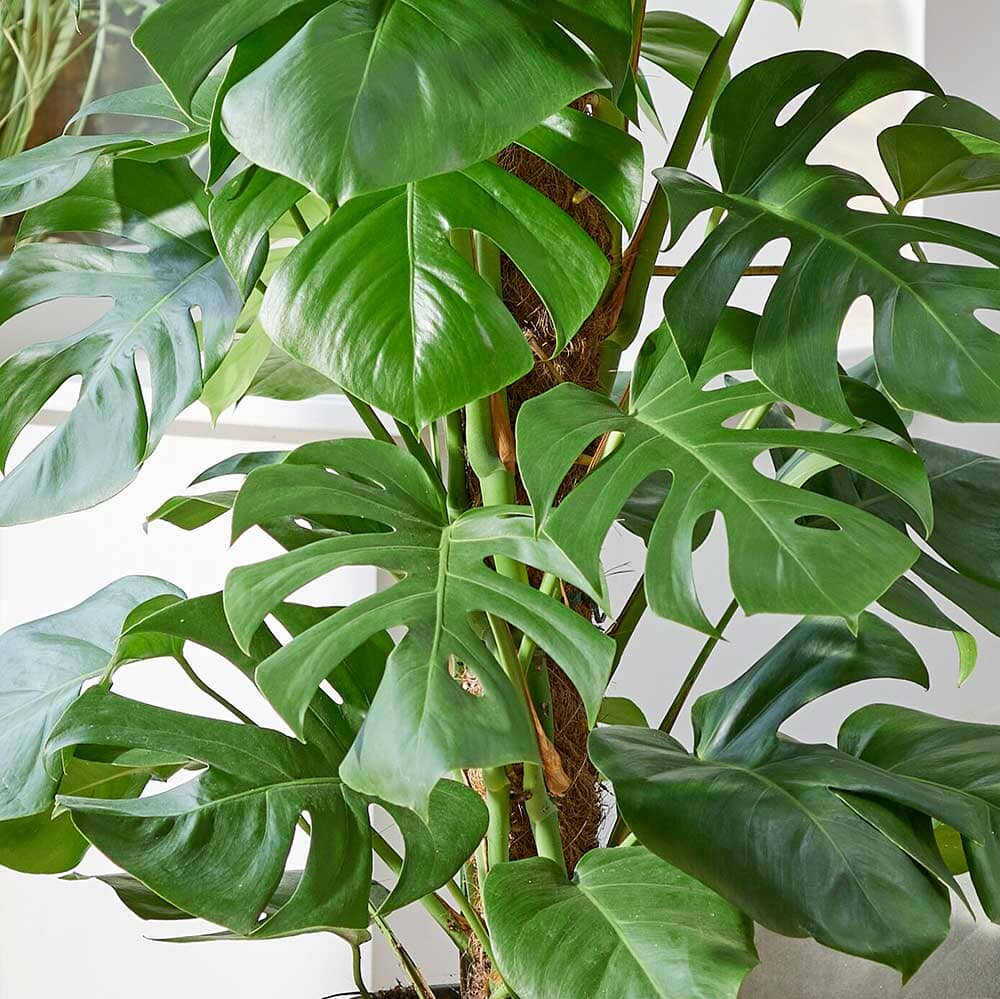 120 - 140cm Monstera Deliciosa on Mosspole Swiss Cheese Plant 24cm Pot House Plant House Plant