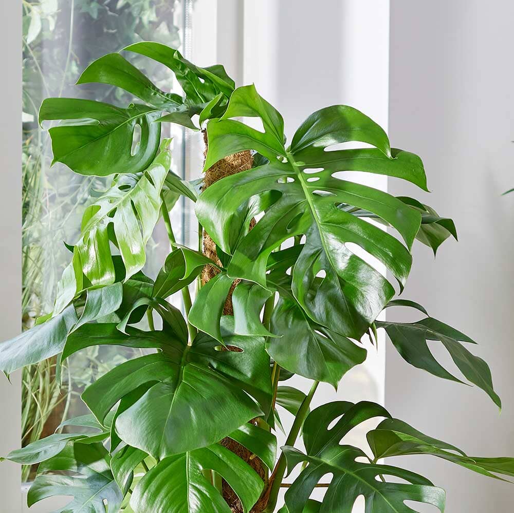 120 - 140cm Monstera Deliciosa on Mosspole Swiss Cheese Plant 24cm Pot House Plant House Plant