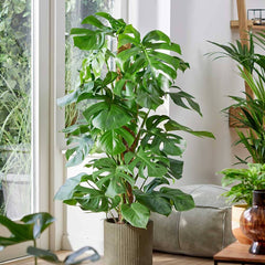 120 - 140cm Monstera Deliciosa on Mosspole Swiss Cheese Plant 24cm Pot House Plant House Plant