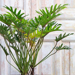 120 - 140cm Philodendron Xanadu 27cm Pot House Plant House Plant