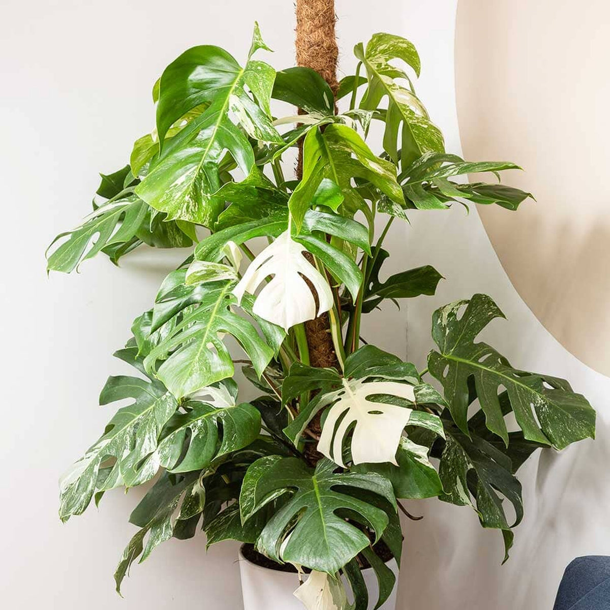 120 - 140cm Variegated Monstera Albo Variegata Variegated Cheese Plant 27cm Pot House Plant House Plant