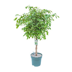 130 - 140cm Braided Ficus Safrana 30cm Hydro Pot 