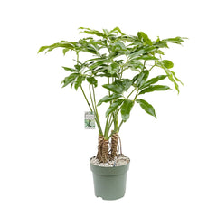 130 - 140cm Philodendron Fun Bun 30cm Hydro Pot 