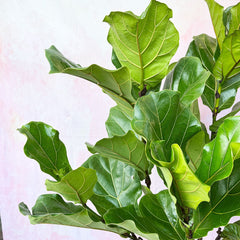 130 - 150cm Ficus Lyrata Tree Fiddle Leaf Fig 27cm Pot House Plant House Plant