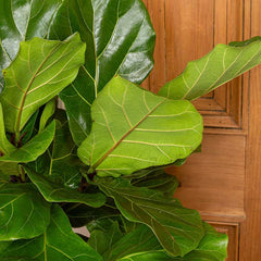 130 - 150cm Ficus Lyrata Tree Fiddle Leaf Fig 27cm Pot House Plant House Plant