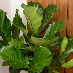 130 - 150cm Ficus Lyrata Tree Fiddle Leaf Fig 27cm Pot House Plant House Plant