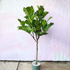 130 - 150cm Ficus Lyrata Tree Fiddle Leaf Fig 27cm Pot House Plant House Plant