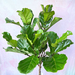 130 - 150cm Ficus Lyrata Tree Fiddle Leaf Fig 27cm Pot House Plant House Plant