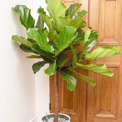 130 - 150cm Ficus Lyrata Tree Fiddle Leaf Fig 27cm Pot House Plants