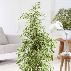 135 - 150cm Ficus Twilight Rubber Plant 27cm Pot House Plant House Plant