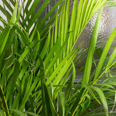 140 - 160cm Areca Palm Dypsis Lutescens 24cm Pot House Plant House Plant