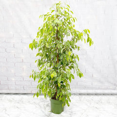 140 - 160cm Ficus Golden King Rubber House Plant 24cm Pot House Plant