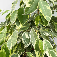 140 - 160cm Ficus Golden King Rubber House Plant 24cm Pot House Plant