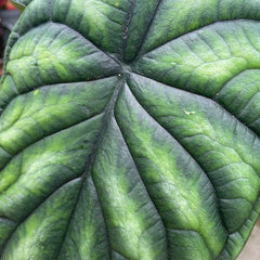 15 - 20cm Alocasia Baginda Dragon Scale Elephant Ear 10.5cm Pot House Plant House Plant