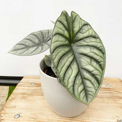 15 - 20cm Alocasia Baginda Dragon Scale Elephant Ear 10.5cm Pot House Plants