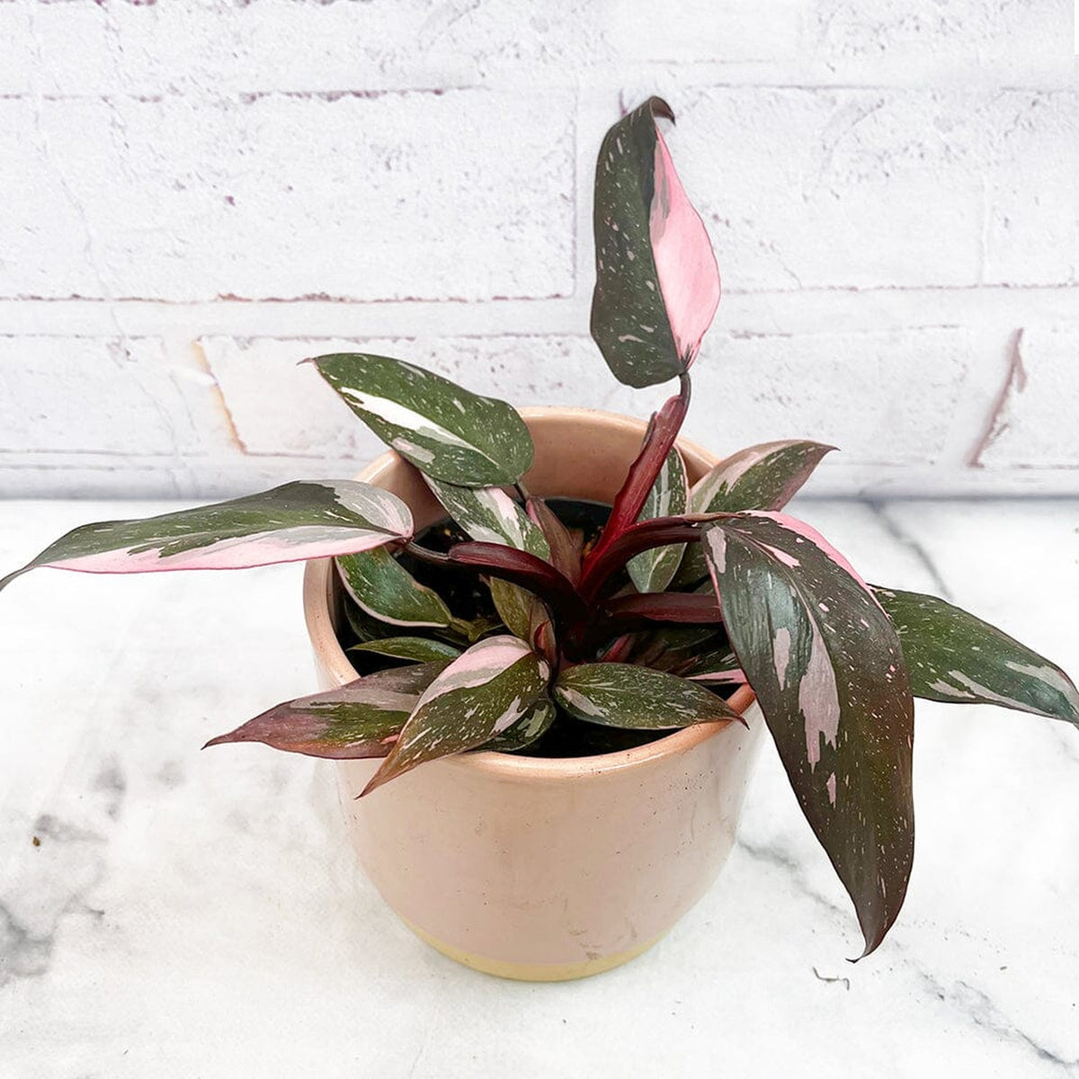 15 - 20cm Highly Variegated Pink Princess House Plant 10cm Pot House Plant