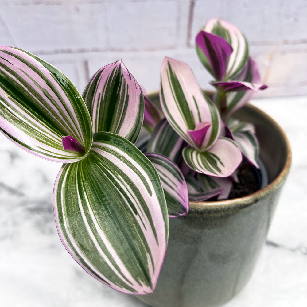 15 - 20cm Tradescantia Nanouk Houseplant 13cm Pot House Plant