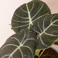 15 - 25cm Alocasia Black Velvet Elephant Ear 14cm Pot House Plant House Plant