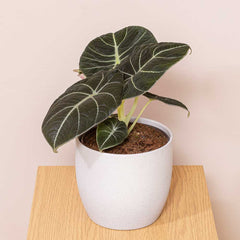 15 - 25cm Alocasia Black Velvet Elephant Ear 14cm Pot House Plant House Plant