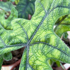 15- 25cm Alocasia Jacklyn Elephant Ear 9cm Pot House Plant House Plant