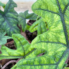 15- 25cm Alocasia Jacklyn Elephant Ear 9cm Pot House Plant House Plant