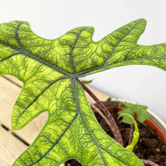 15- 25cm Alocasia Jacklyn Elephant Ear 9cm Pot House Plant House Plant