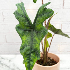 15- 25cm Alocasia Jacklyn Elephant Ear 9cm Pot House Plant House Plant