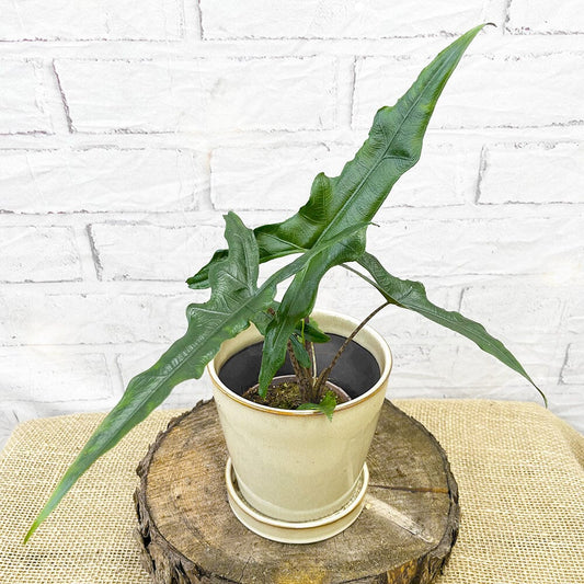 15 - 25cm Alocasia Sulawesi Sabrina Narrow House Plant 9cm Pot House Plant