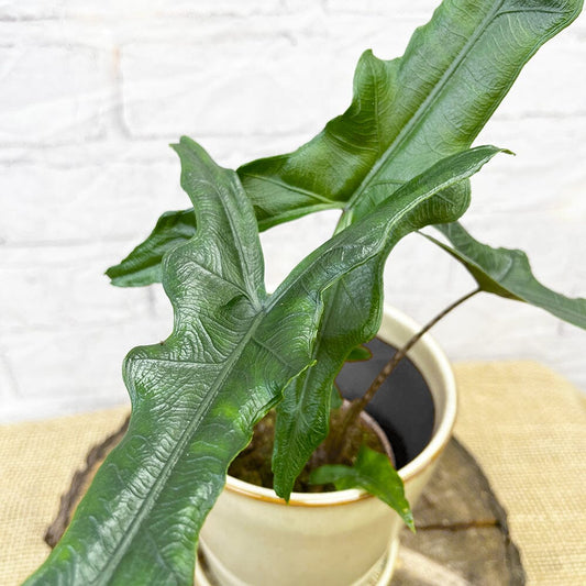 15 - 25cm Alocasia Sulawesi Sabrina Narrow House Plant 9cm Pot House Plant