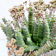 15 - 25cm Crassula Hottentot Succulent in Hanging 14cm Pot House Plant