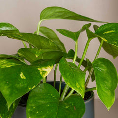 15 - 25cm Epipremnum Aureum Pothos 13cm Pot House Plant House Plant