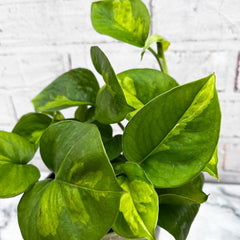 15 - 25cm Epipremnum Global Green Pothos 12cm Pot House Plant House Plant