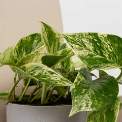 15 - 25cm Epipremnum Marble Queen Pothos 12cm Pot House Plant House Plant