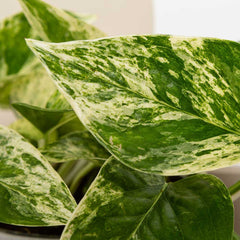 15 - 25cm Epipremnum Marble Queen Pothos 12cm Pot House Plant House Plant