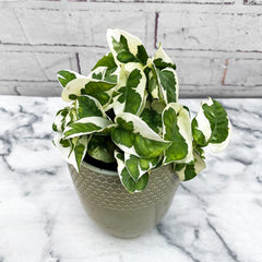 15 - 25cm Epipremnum Njoy Pothos 12cm Pot House Plant House Plant