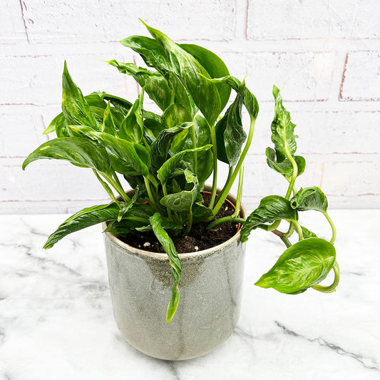 15 - 25cm Epipremnum Shangri La Pothos 12cm Pot House Plant House Plant