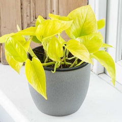 15 - 25cm Golden Pothos Epipremnum 13cm Pot House Plants