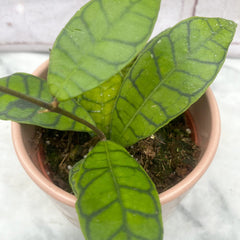 15 - 25cm Hoya Callistophylla Wax House Plant in 12cm Pot House Plant