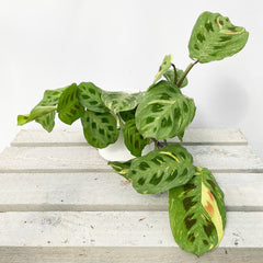 15 - 25cm Maranta Leuconeura Variegata Prayer Plant 13cm Pot House Plant House Plant