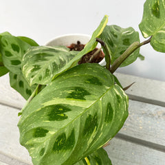 15 - 25cm Maranta Leuconeura Variegata Prayer Plant 13cm Pot House Plant House Plant