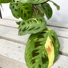 15 - 25cm Maranta Leuconeura Variegata Prayer Plant 13cm Pot House Plant House Plant