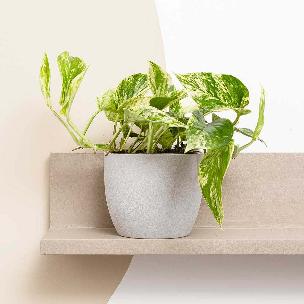 15 - 25cm Marble Queen Pothos Epipremnum 12cm Pot House Plants