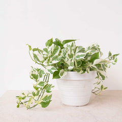 15 - 25cm Njoy Pothos Epipremnum 13cm Pot House Plants